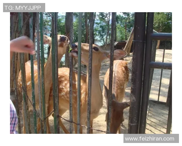 安养人参与昌原LG猎隼的精彩对决分析与展望